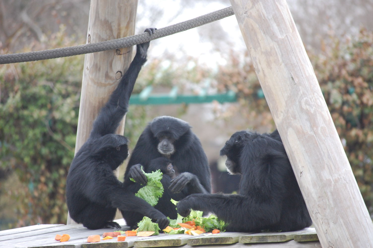 Virginia Zoo